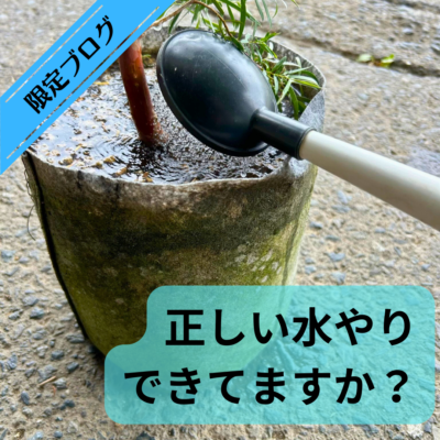 723ブログ　水やり